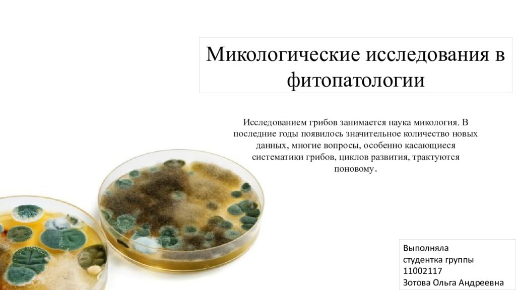 Микологические исследования в фитопатологии Исследованием грибов занимается
