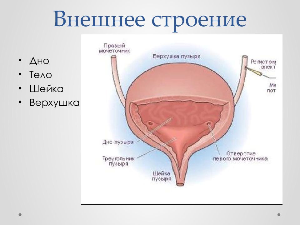 Анатомия мочевой системы презентация