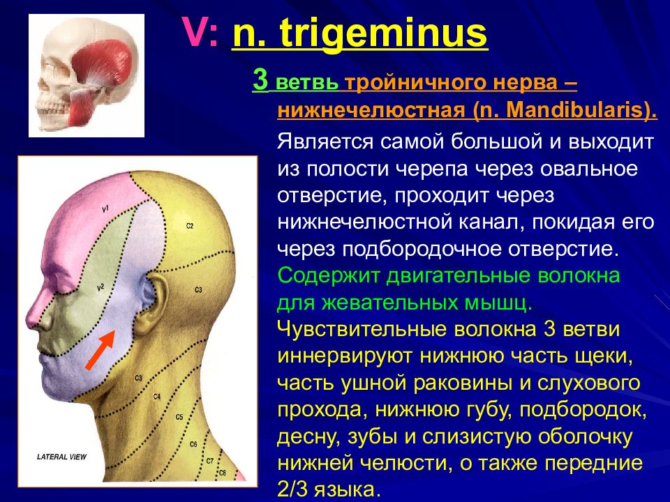 Тройничный нерв иннервирует