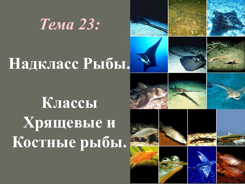 Класс хрящевые рыбы 7 класс. Костные рыбы презентация. Хрящевые и костные рыбы. Классы рыб хрящевые костные. Костные рыбы и хрящевые рыбы.