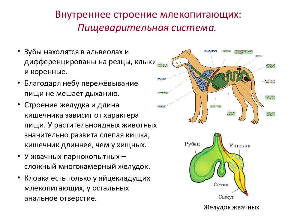 К органам пищеварительной системы млекопитающего относится. Внутреннее строение млекопитающих 8 класс. Пищеварительная система млекопитающих 8 класс. Пищеварительная система млекопитающих 7 класс биология. Внутренняя система млекопитающих 7 класс.