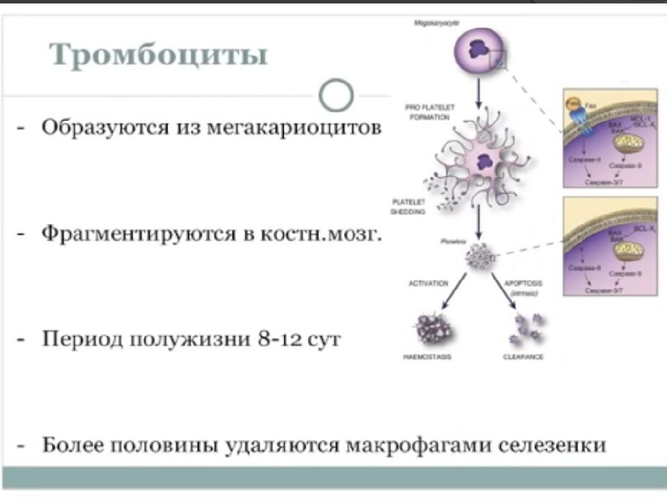 Двс синдром у собак