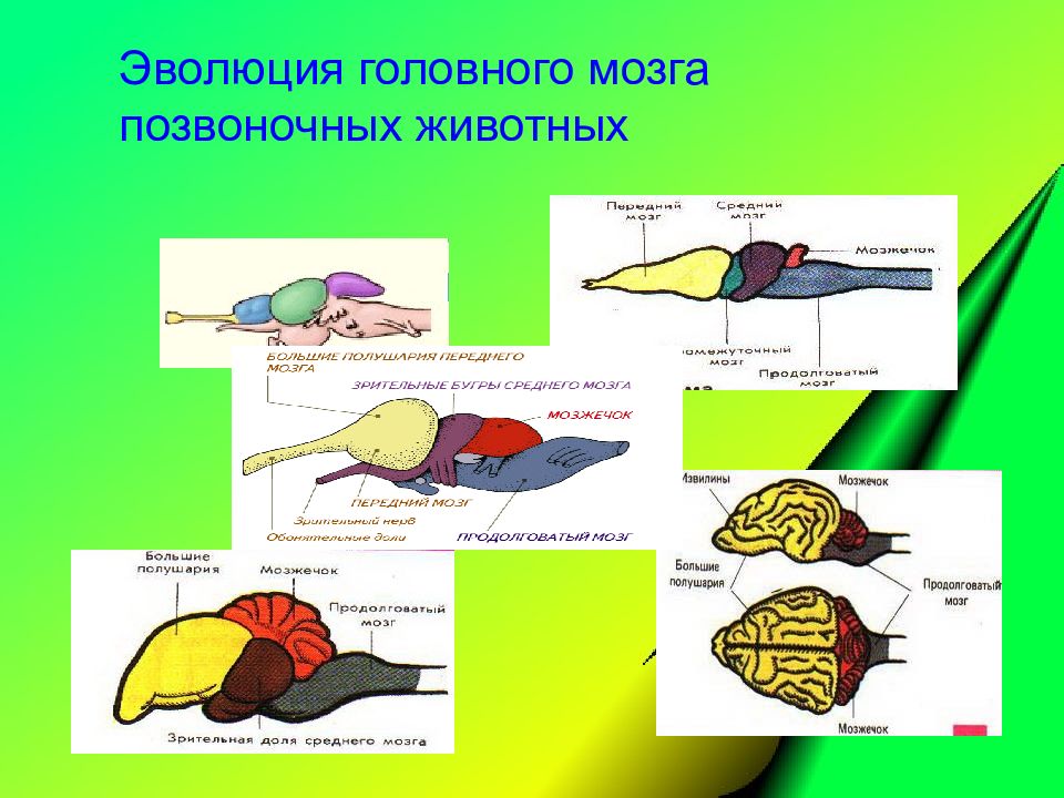 Развитие нервной системы позвоночных животных