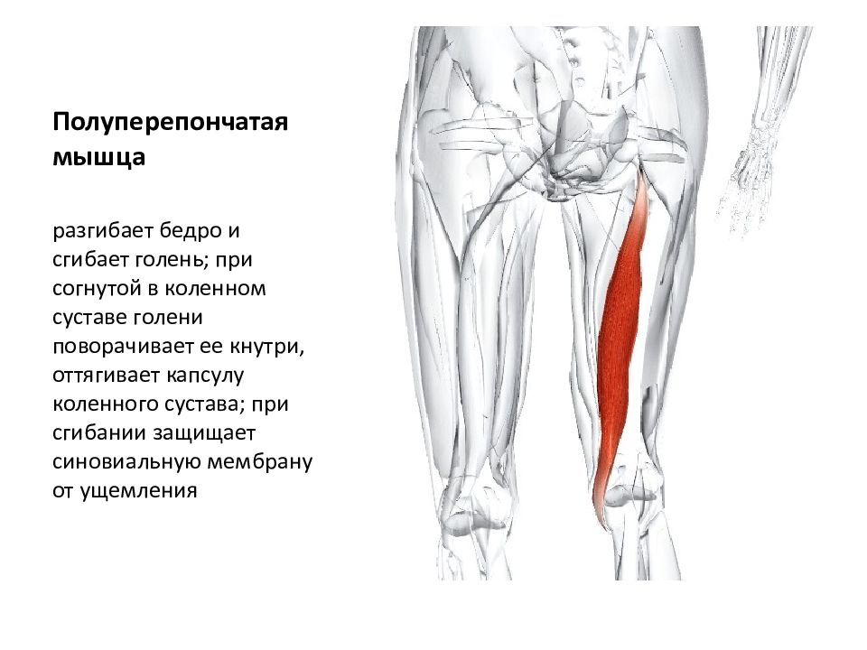 Мышцы разгибающие бедро в тазобедренном суставе