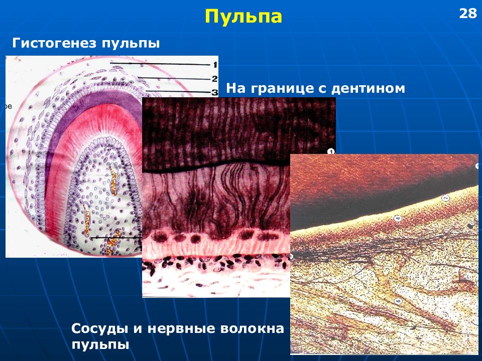 Строение пульпы презентация