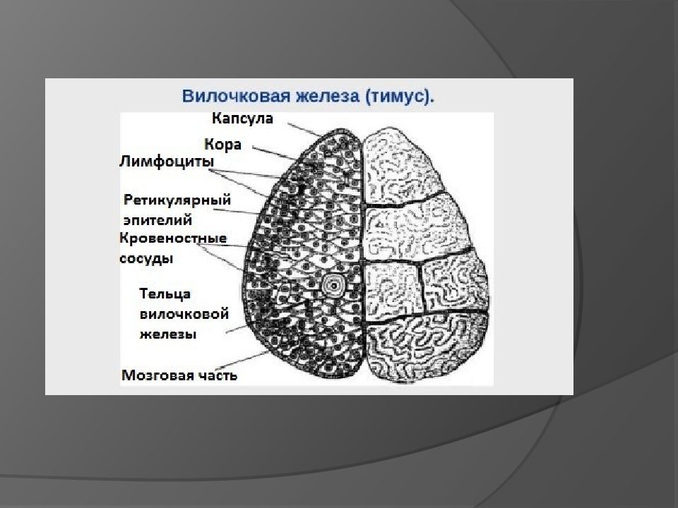 Структура железа рисунок. Внутреннее строение вилочковой железы. Строение тимуса анатомия. Тимус вилочковая железа анатомия. Кора вилочковой железы.