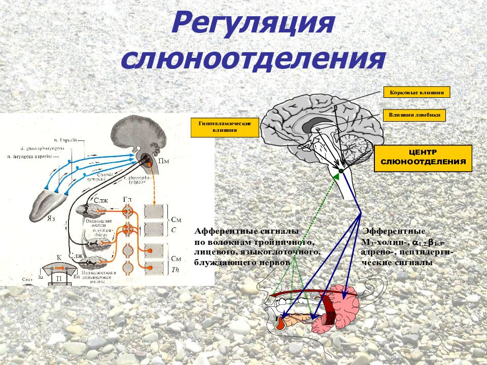 Слюноотделение дуга. Механизмы регуляции слюноотделения физиология. Нервная регуляция слюноотделения схема. Рефлекс слюноотделения физиология. Сегментарный уровень регуляции слюноотделения.