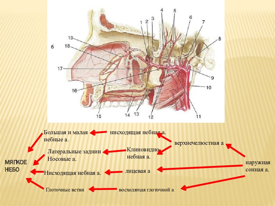 Схема хода подглазничной артерии. Клиновидно небное отверстие полости носа. Крылонебный отдел верхнечелюстной артерии. A sphenopalatina анатомия. Ветви клиновидно небной артерии.