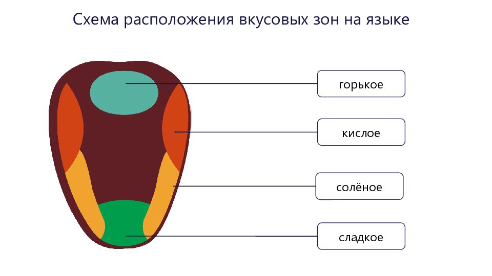 Вкус языка картинка