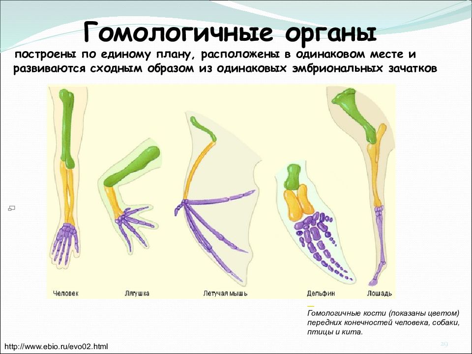 Органы выполняющие одинаковые функции но не имеющие сходного плана строения и общего происхождения