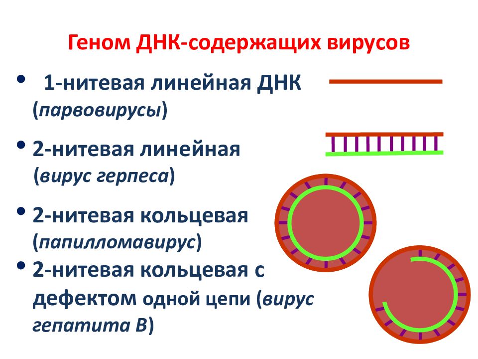 1 кольцевая днк