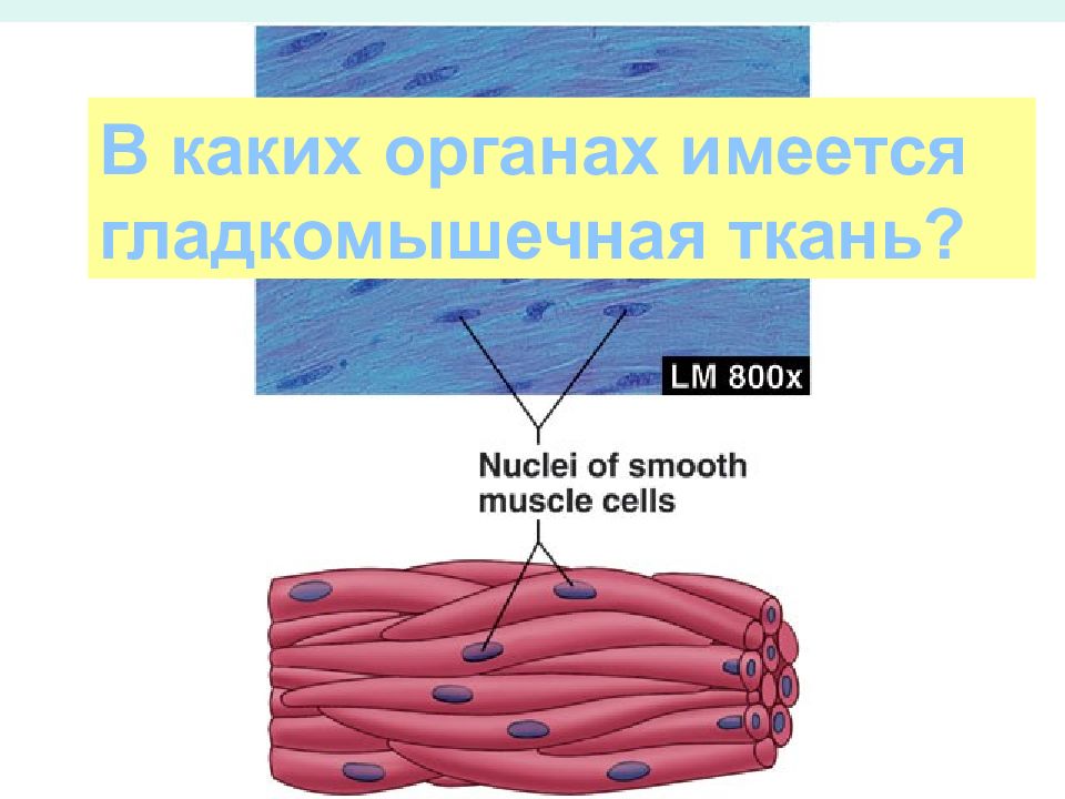 Физиология гладких мышц. Гладкомышечная ткань в каких органах. Физиология гладких мышц слайд. Морфология и физиология гладкой мышечной ткани.