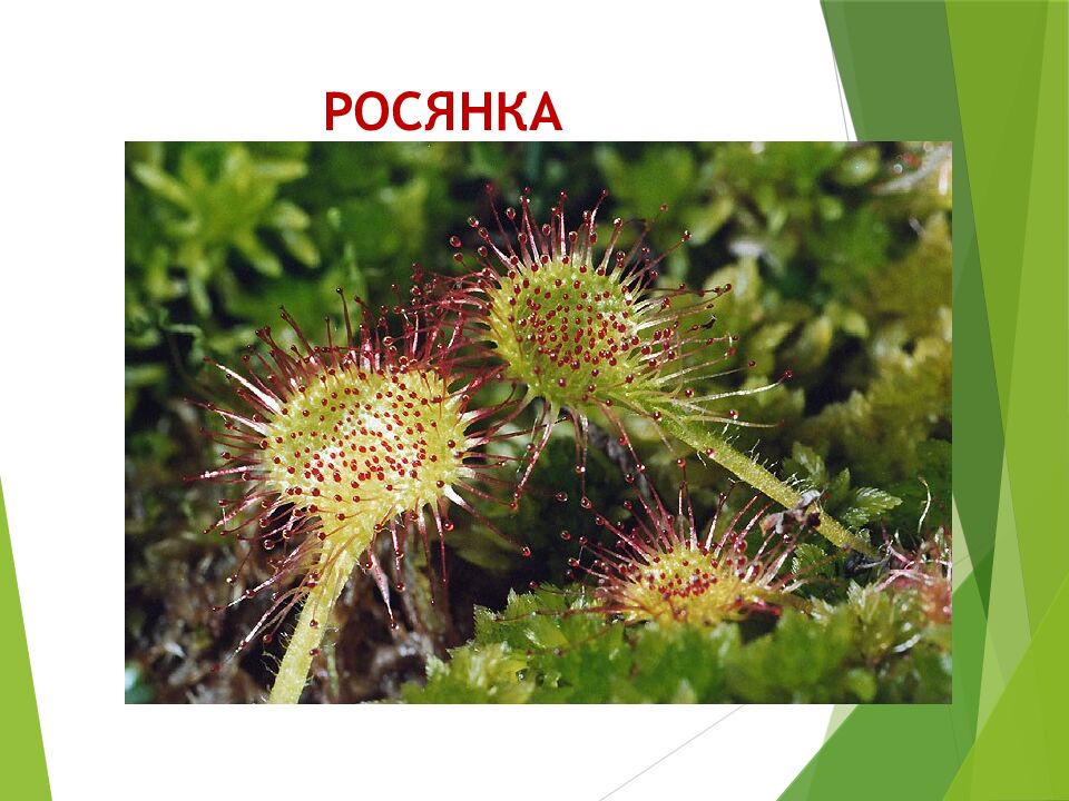 РОСЯНКА