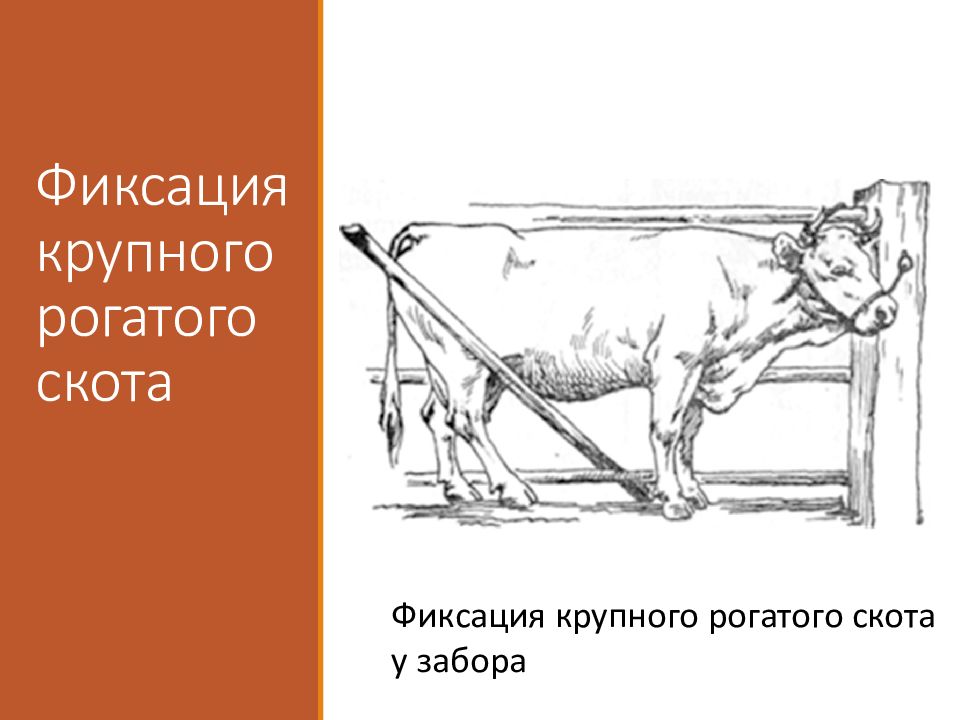 Методика крс. Методы фиксации КРС. Фиксация крупного рогатого скота. Фиксация крупного рогатого скота в стоячем положении.. Фиксация тазовой конечности крупного рогатого скота.