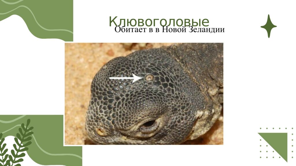 Общая характеристика пресмыкающихся