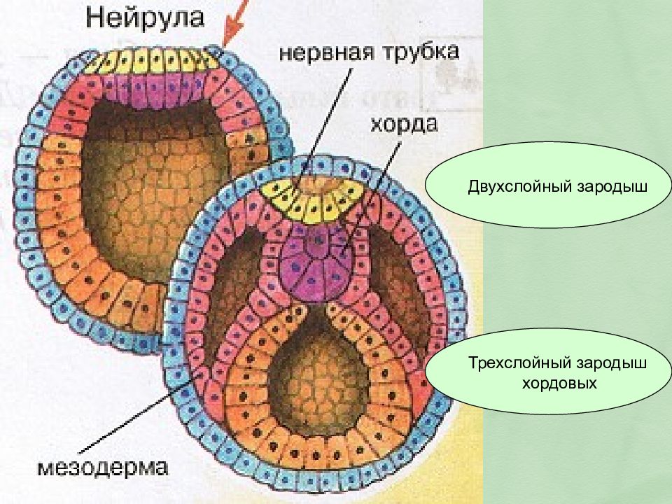 Мезодерма на рисунке