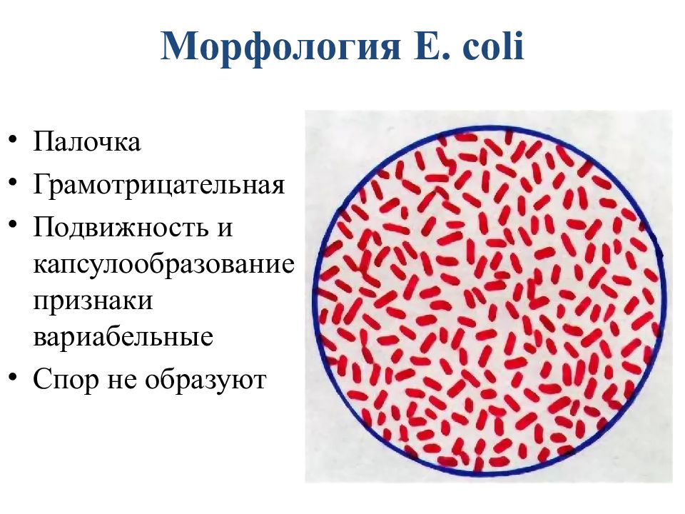 Строение кишечной палочки рисунок