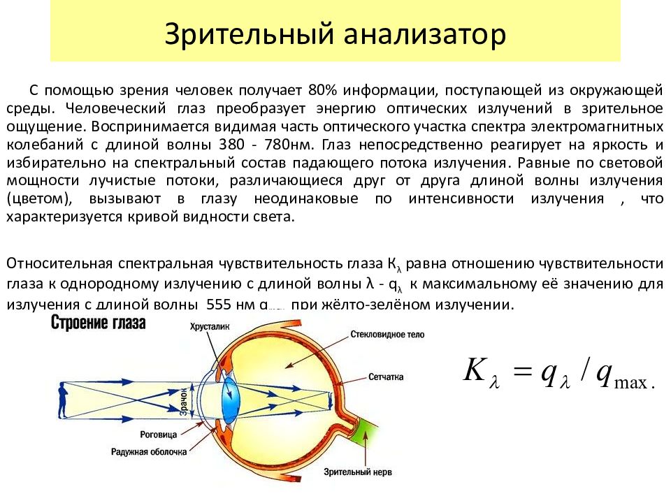 Название оболочки которая отвечает за восприятие изображения и преобразует свет в импульсы