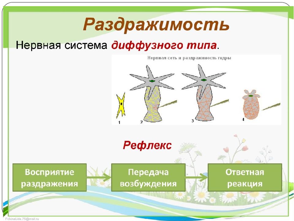 Раздражимость в биологии рисунок