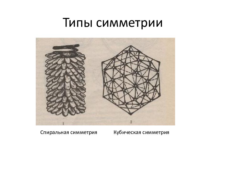 Тип симметрии волка. Кубический Тип симметрии капсида. Икосаэдрический капсид. Спиральная симметрия капсида. Спиральный Тип симметрии.