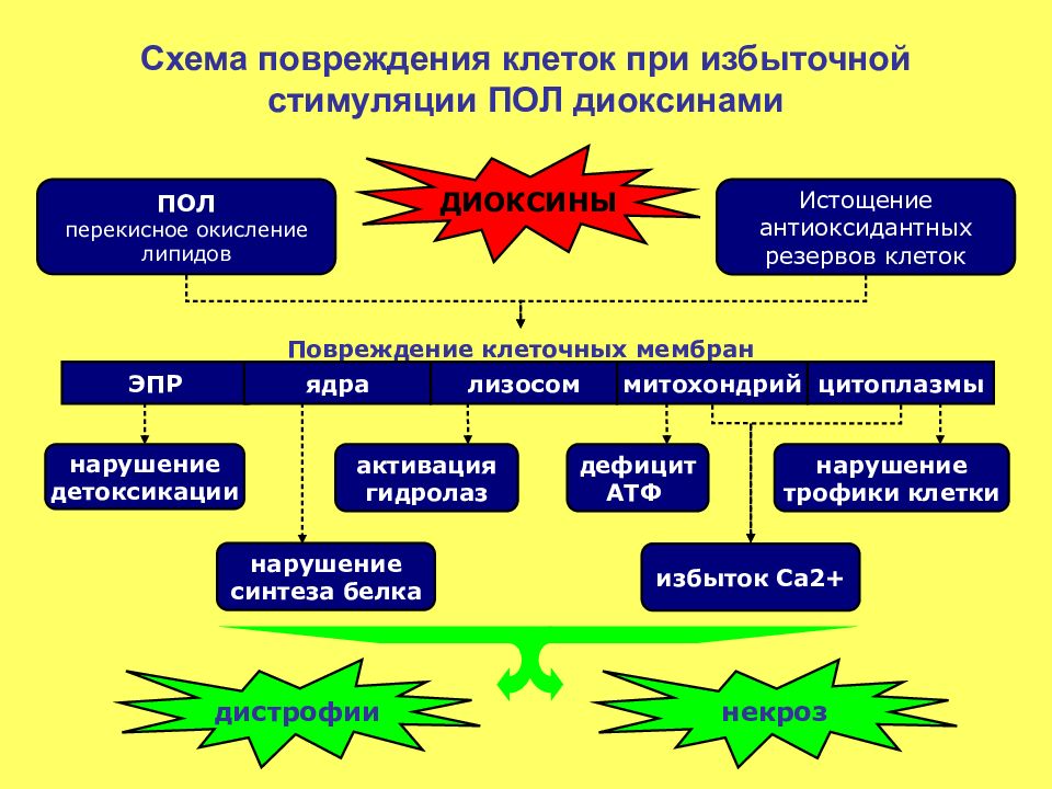 Схема участия усиленного перекисного окисления липидов в развитии патологии нейронов