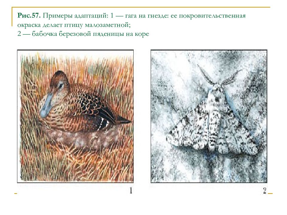 Какой тип питания характерен для пяденицы сосновой изображенной на рисунке