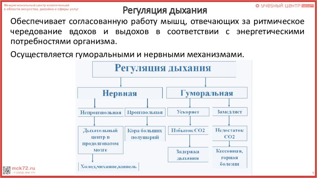 Нервная регуляция дыхания. Регуляция вдоха и выдоха физиология. Гуморальная регуляция дыхания схема. Регуляция дыхания нервная и гуморальная 8 класс. Два способа регуляции дыхания.