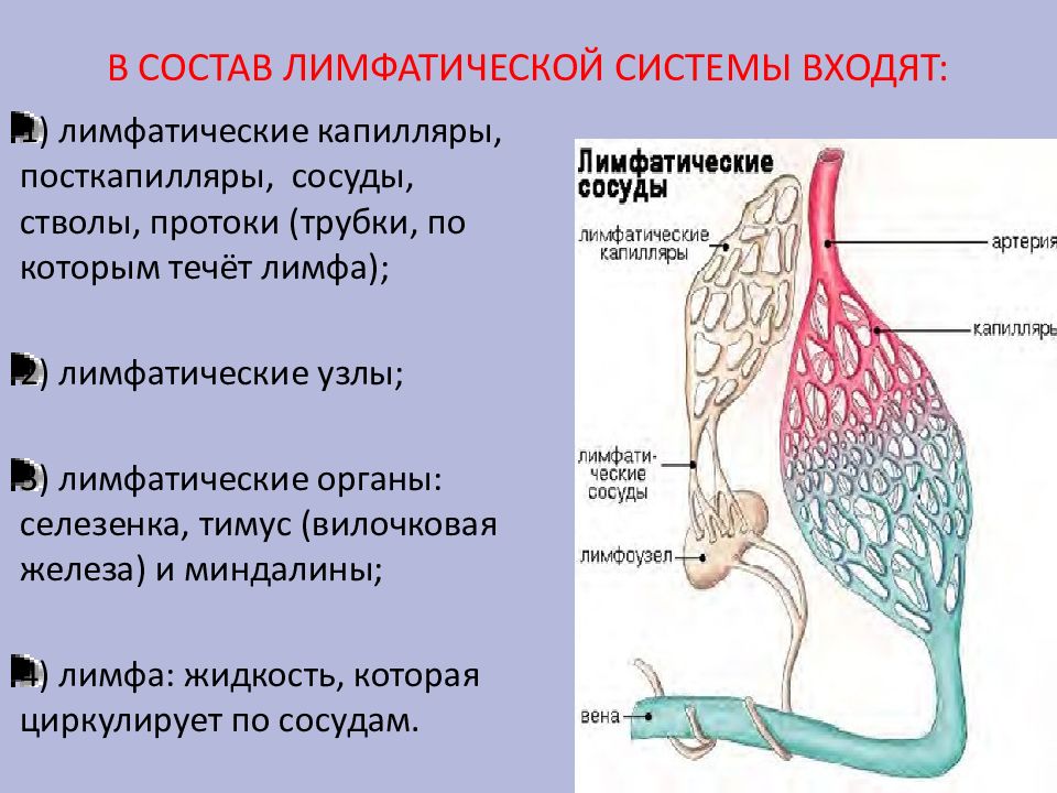 Состав лимфатических сосудов