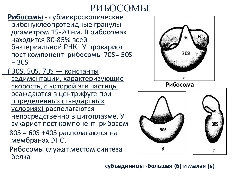 70s рибосомы. 30 И 50 S рибосомы. 30 S субъединица рибосомы. Рибосомы 70s у бактерий. 50s 30s рибосома.