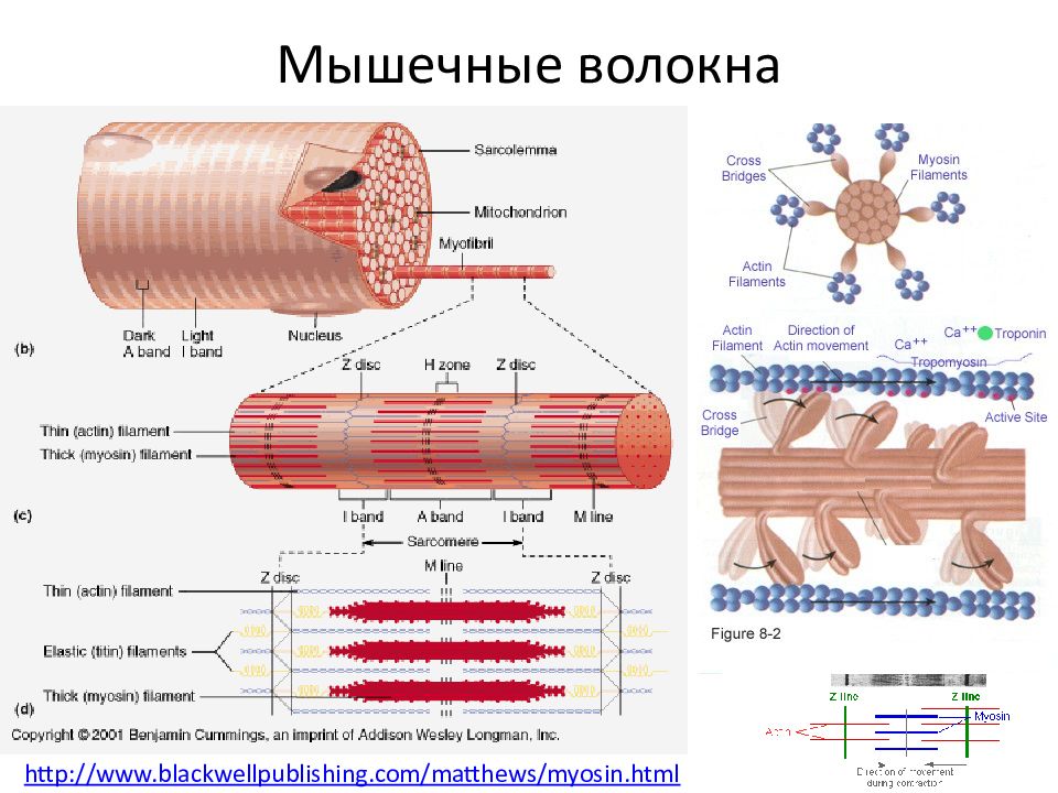 Диаграмма строения мышечного волокна