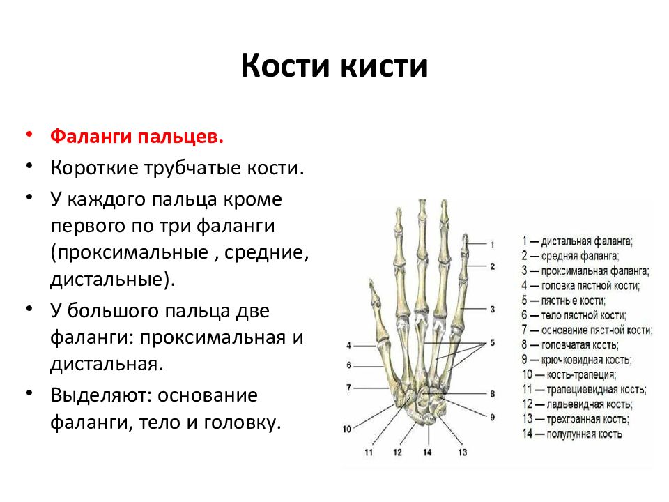 Фаланги пальца тип соединения. Кости кисти. Проксимальная фаланга кисти. Кости запястья трубчатые.