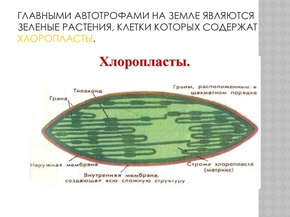 Хлоропласты крахмал