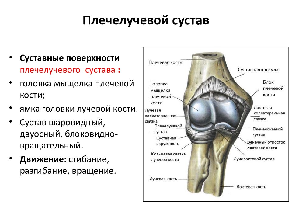 Суставы человека фото с описанием костей