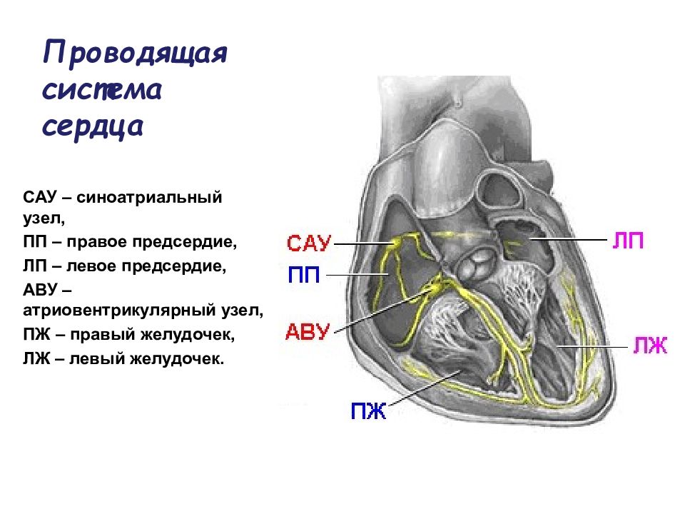 Система сердца. Проводящая система сердца физиология. Проводящая система сердца атриовентрикулярный узел. Функции проводящей системы сердца физиология. Узлы сердца физиология.