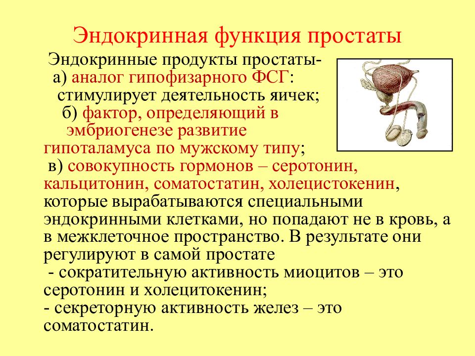 Предстательная железа у мужчин картинки. Основная функция предстательной железы. Эндокринная функция простаты. Функции простаты.