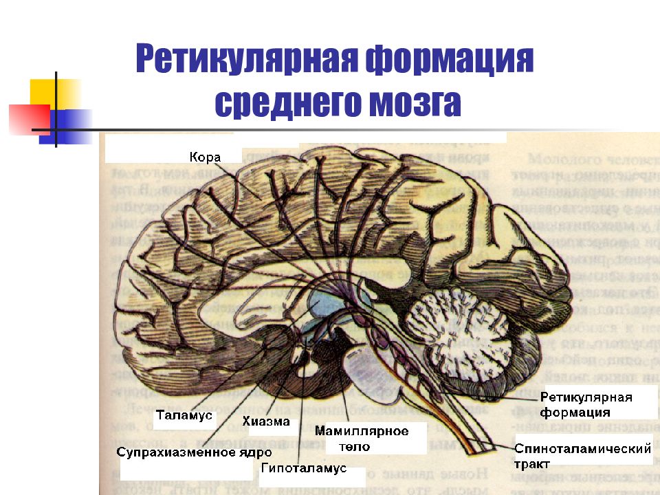 Ретикулярная формация головного мозга презентация