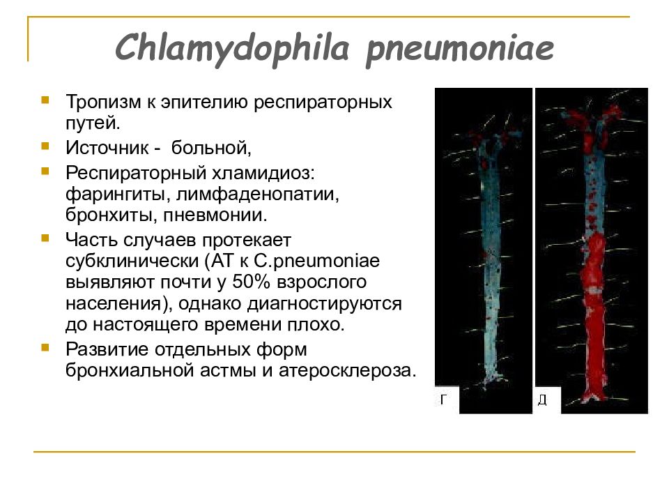 Респираторный хламидиоз. Факторы патогенности Chlamydia pneumoniae. Хламидофила пневмония. Хламидия пневмония пути передачи.