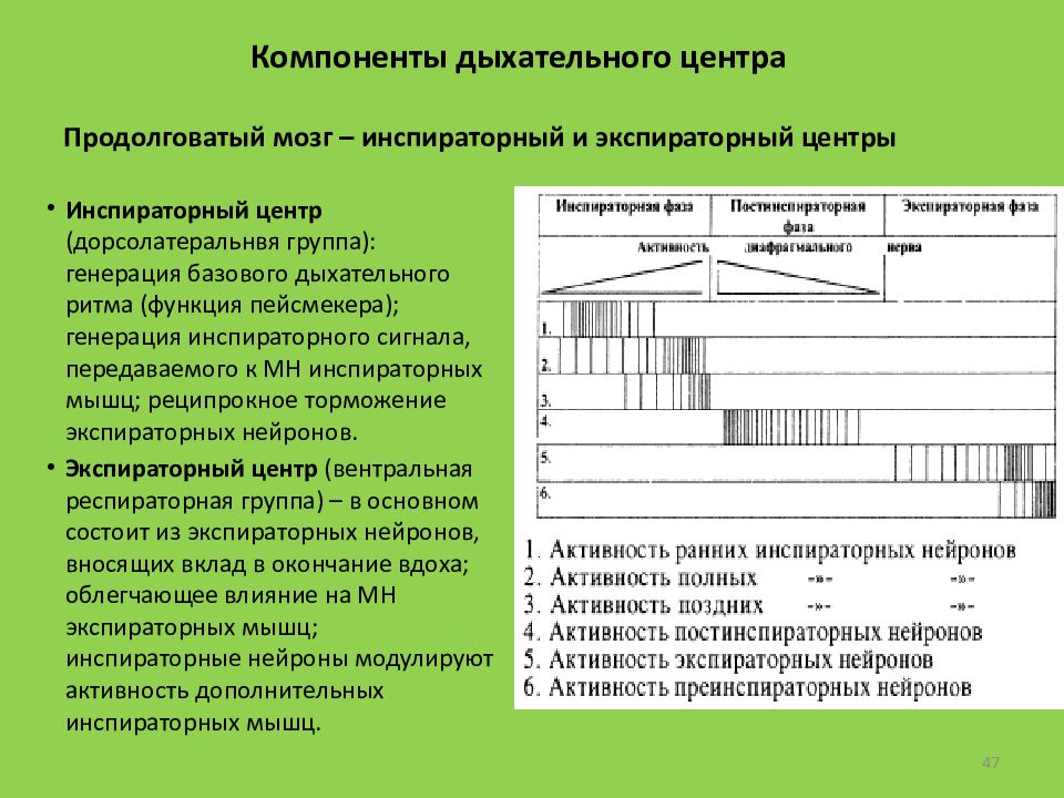 Инспираторные нейроны