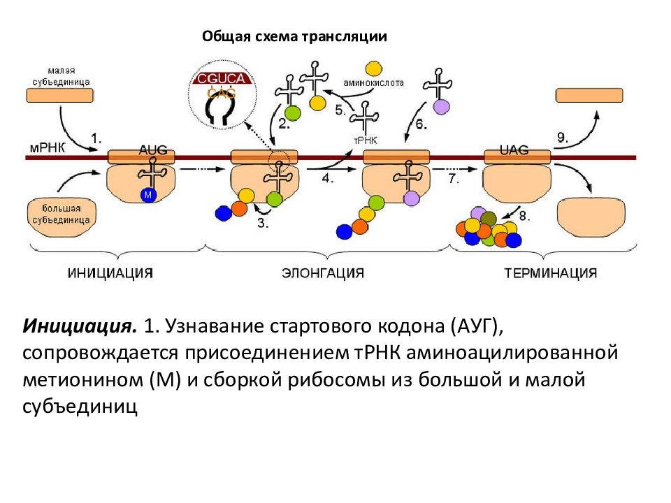 Перестройка генов