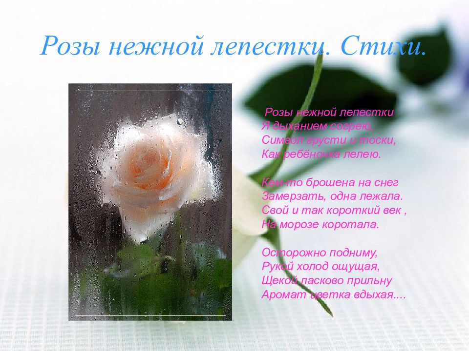 Красивые розы стихи. Стих про розу. Стихи про розы короткие. Стихи о Розе короткие красивые.