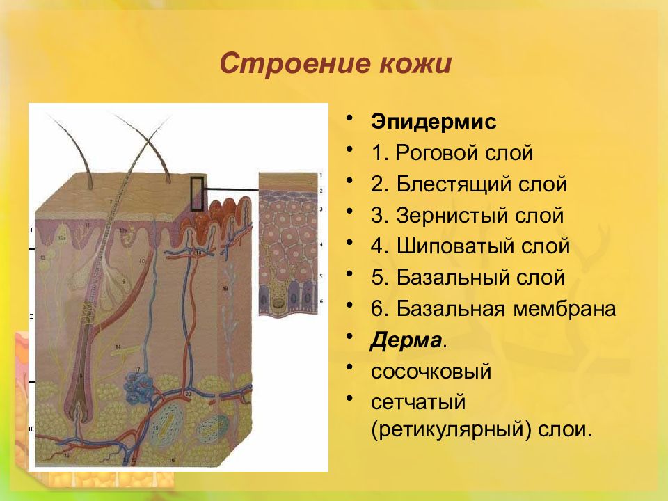 Строение эпидермиса. Строение кожи роговой слой дерма. Базальная мембрана, эпидермис, дерма. Строение эпидермиса с базальной мембраной. Слои кожи базальная мембрана.