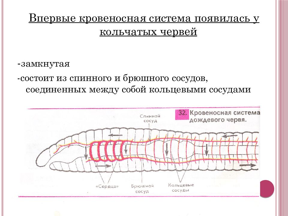 Презентация кровеносная система егэ