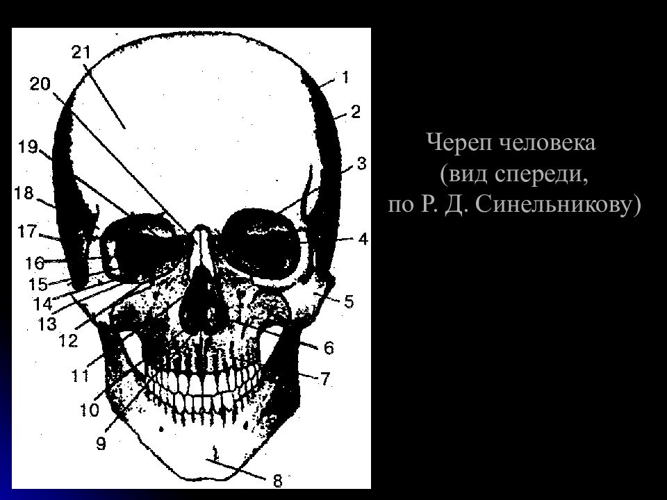 Череп части костей. Череп анатомия Синельников. Кости черепа человека анатомия. Череп человека вид сбоку по р д синельникову. Череп кости анатомия спереди.