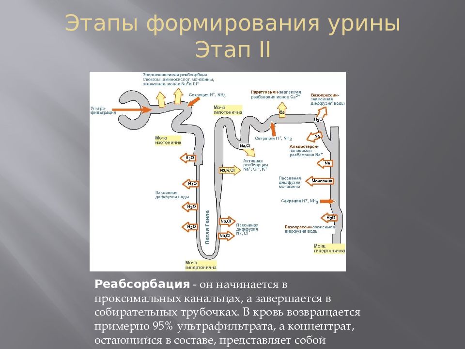 Процесс мочеобразования презентация