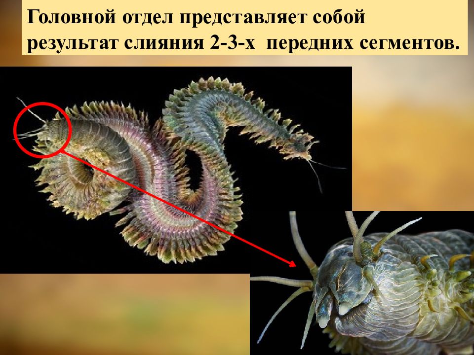 Внешнее строение многощетинковых червей. Личинки многощетинковых червей. Многощетинковые кольчатые черви. Кольчатые черви класс многощетинковые. Щупики у многощетинковых червей.