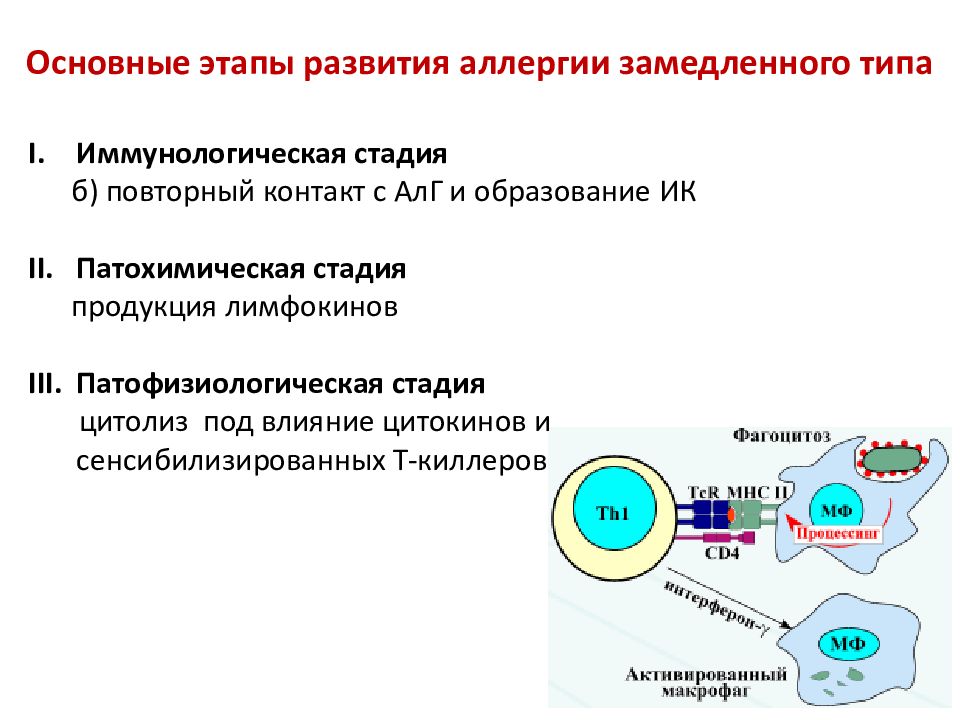 Гиперчувствительность 1 типа схема