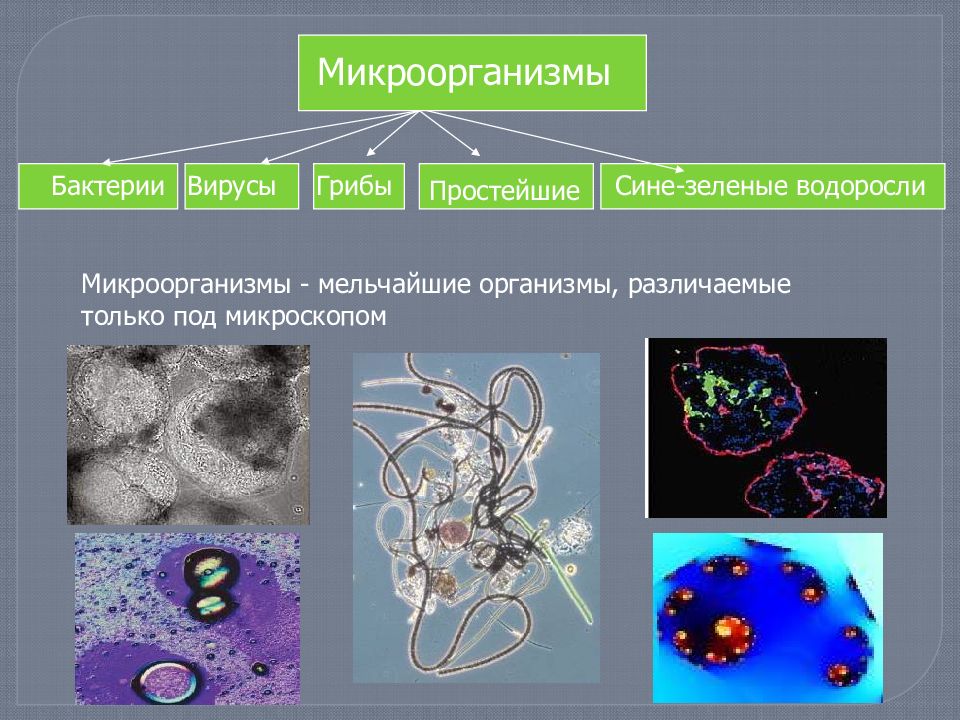 Селекция микроорганизмов презентация 9 класс