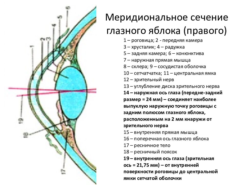 Меридиональное направление. Строение переднего отдела глазного яблока. Орган зрения: меридиональное сечение. Орган зрения меридиональное сечение гистология. Схема строения переднего отдела глазного яблока.