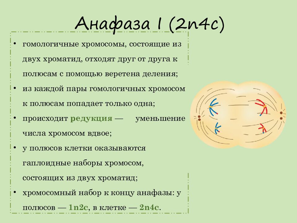 Анафаза I ( 2n4c )