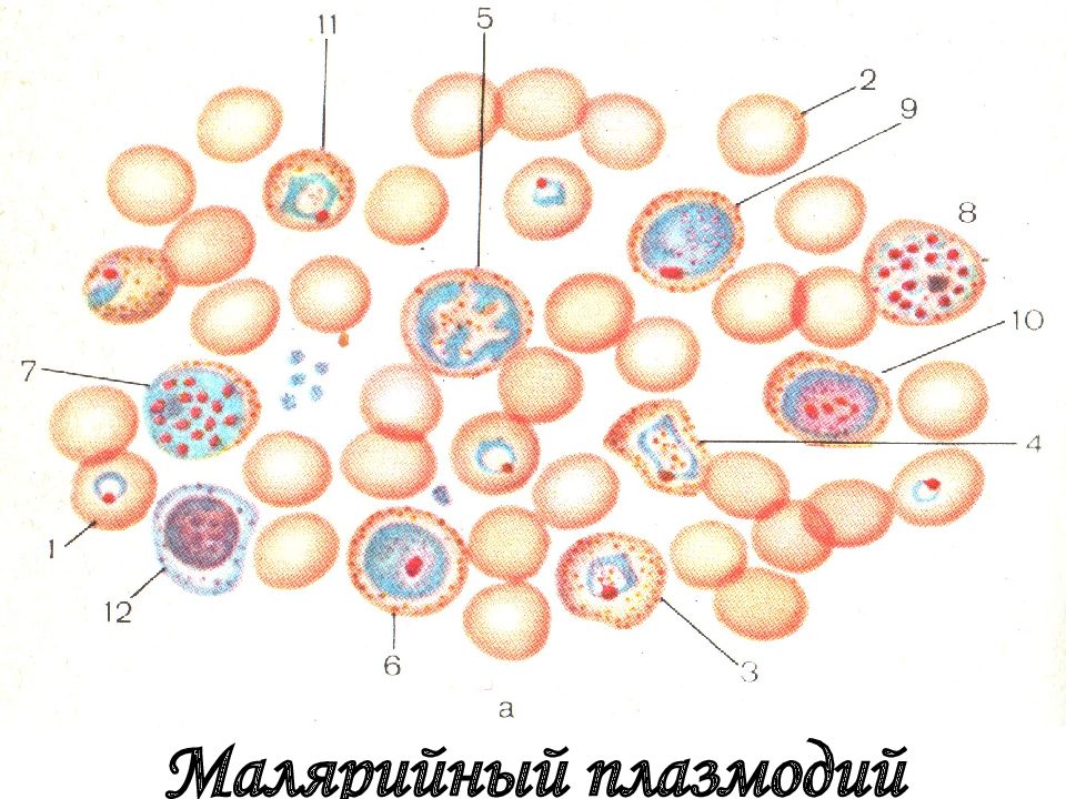 Малярийный плазмодий это бактерия